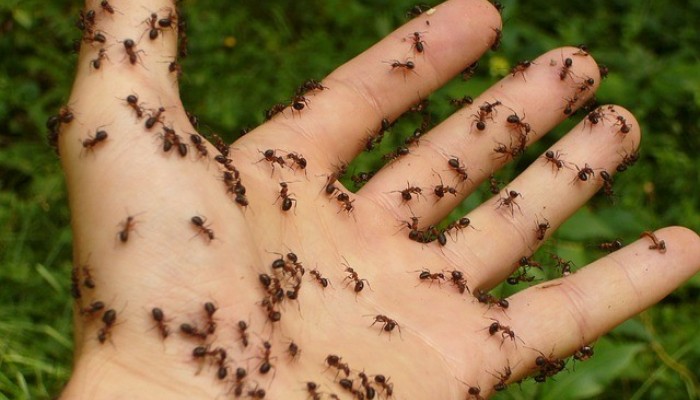 Jak zvítězit nad mravenci v bytě